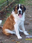 dixie - Saint-Bernard (1 an)