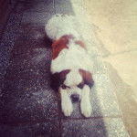 Drake - Saint-Bernard Mâle (Autre)