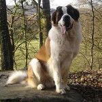 Inés - Saint-Bernard (3 ans)