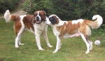 Julio et Nala - Saint-Bernard (6 ans)