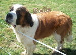 belle - Saint-Bernard (6 ans)