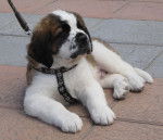 drako - Saint-Bernard Mâle (3 mois)