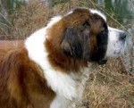 Finette - Saint-Bernard (6 mois)