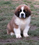 mouli - Saint-Bernard Mâle (20 ans)