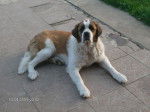 Shiva - Saint-Bernard (5 ans)
