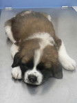 Bella - Saint-Bernard (6 mois)