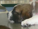 Bella - Saint-Bernard (6 mois)