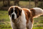 Edmée - Saint-Bernard (3 ans)