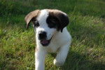 darwin - Saint-Bernard Mâle (3 ans)
