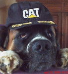 Azur - Saint-Bernard Mâle (4 ans)