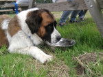 Chance - Saint-Bernard (4 ans)