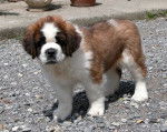 Julie - Saint-Bernard (5 ans)