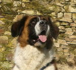 Chance - Saint-Bernard (4 ans)