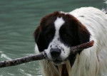 Splash - Saint-Bernard Mâle (11 mois)