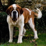 Saint Bernard - Saint-Bernard