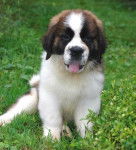 Saint Bernard - Saint-Bernard