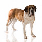 Saint Bernard - Saint-Bernard