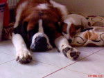 Photo Saint-Bernard