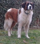 Chance - Saint-Bernard (6 ans)