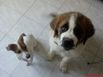 Astra une Jack Russel Terrier & Achille un Saint-Bernard - Saint-Bernard
