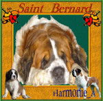LE SAINT BERNARD - Saint-Bernard