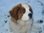 Kali Saint-Bernard - Saint-Bernard