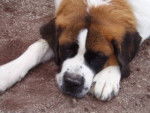 achille le saint bernard - Saint-Bernard