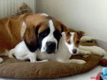 Astra une Jack Russel & Achille un Saint Bernard - Saint-Bernard