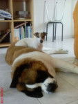 Astra une Jack Russel & Achille un Saint Bernard - Saint-Bernard