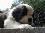 saint-bernard - Saint-Bernard