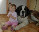 saint-bernard - Saint-Bernard