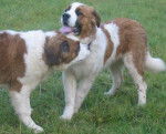 Kali Saint Bernard - Saint-Bernard
