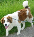 Kali Saint Bernard - Saint-Bernard