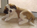 saint bernard - Saint-Bernard