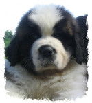 saint bernard - Saint-Bernard