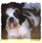 saint-bernard - Saint-Bernard