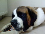 achille le saint bernard - Saint-Bernard