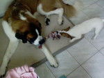 Astra une Jack Russel & Achille un Saint Bernard - Saint-Bernard