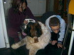 saint-bernard - Saint-Bernard