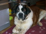 saint-bernard - Saint-Bernard