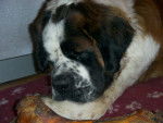 saint-bernard - Saint-Bernard