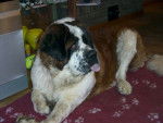 saint-bernard - Saint-Bernard