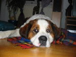 Kali Saint Bernard - Saint-Bernard