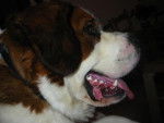 Kali Saint Bernard - Saint-Bernard