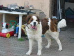 kali saint bernard - Saint-Bernard