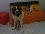 achille saint bernard astra jack russel - Saint-Bernard