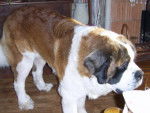 saint bernard - Vagner - - Saint-Bernard