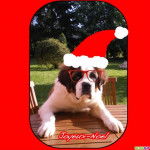 Cybèle - Saint-Bernard (4 ans)