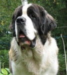 Nanard des Bernoux de Balington - Saint-Bernard Mâle (9 ans)