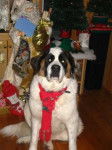 Saint Bernard Big-Boy - Saint-Bernard